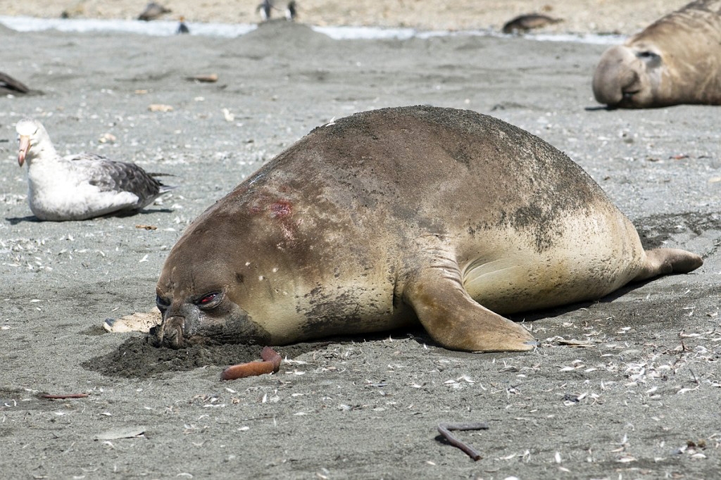 Elephant seal.20081113_3948.jpg - Southern Elephant Seal (Mirounga leonine), South Gerogia November 2008